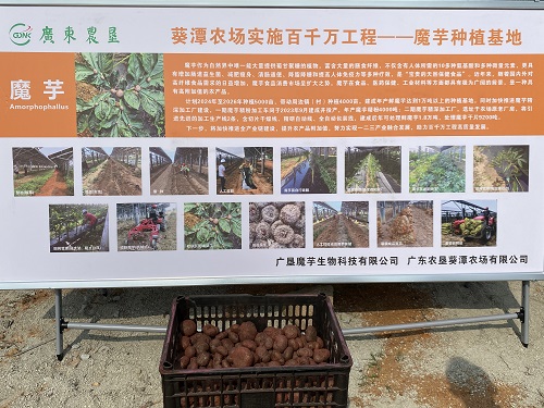 08f1f0c72423350ec9f7f9896018889c.jpg 魔芋.jpg