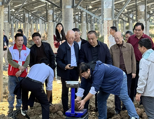 3e220963fbff585b3ae305a689842c42.png 揭陽(yáng)農(nóng)墾舉辦魔芋產(chǎn)業(yè)推進(jìn)會(huì)3.png