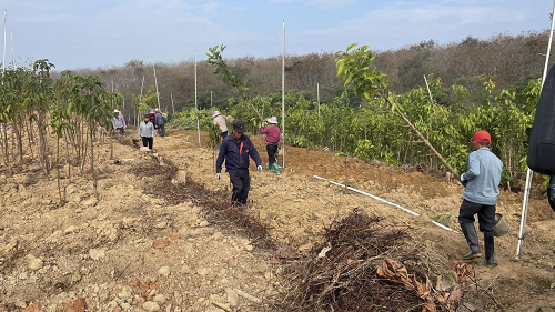 2a868df9547062cc51a99648a17774ac.png 圖為卅嶺農(nóng)場(chǎng)開展儲(chǔ)備苗木假植工作.png