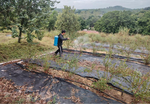 d3694290888f342a40f1992d76f09457.png 圖為卅嶺農(nóng)場(chǎng)開展藍(lán)莓葉面肥追施.png