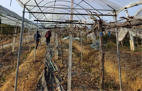 e4053085d762bae28f8fa60bd4ebd9b7.png 圖為卅嶺農(nóng)場(chǎng)開展葡萄園修形剪枝.png